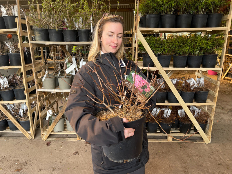 Hydrangea paniculata Sundae Fraise 10 Litre Pot