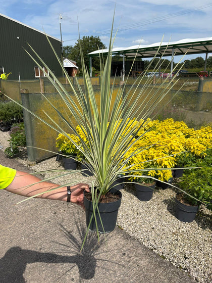 Cordyline Lime Passion 2 Litre Pot