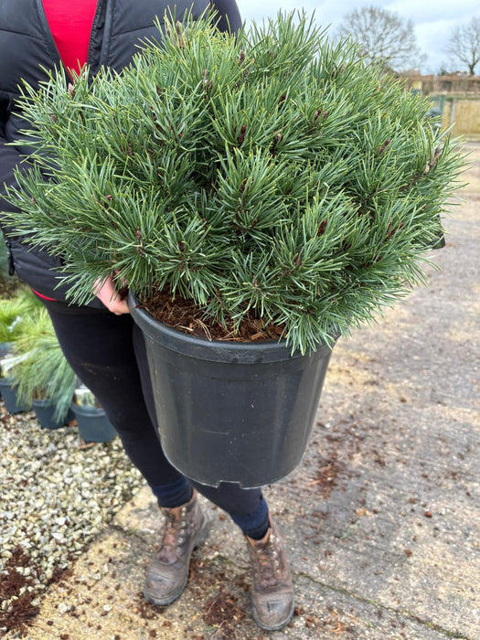 Pinus Sylvestris Sandringham 18 Litre Pot