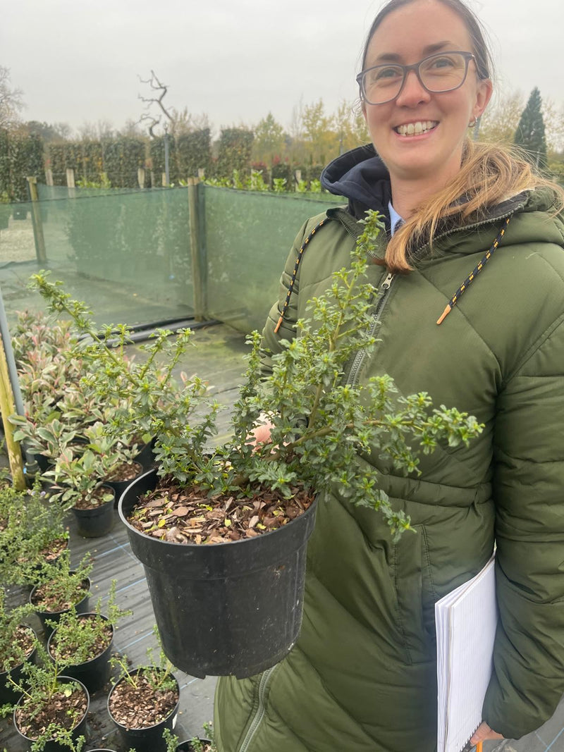 Ceanothus Blue Mound 2 Litre Pot