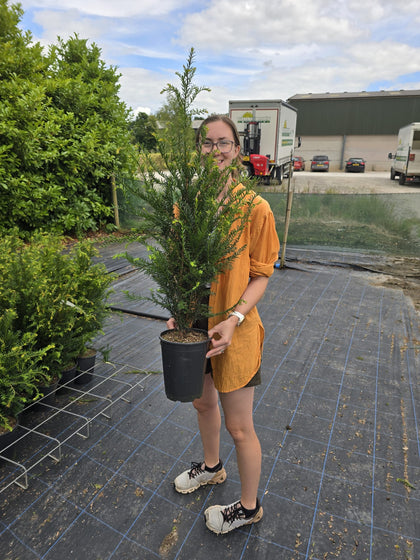Yew Hedging 4 Litre Pot 60/80cm