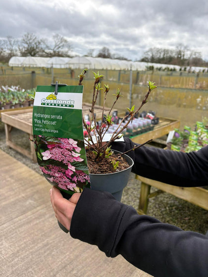 Hydrangea Serrata Pink Petticoat 2.3 Litre Pot