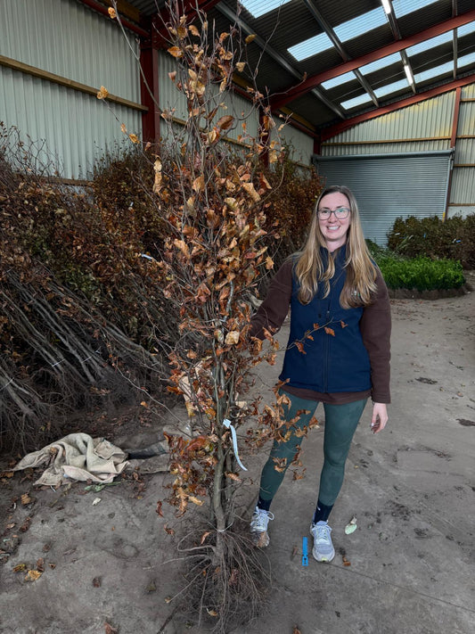 Big Deal Beech Hedging Green 150-175cm Bare Root x 200 Delivery from November