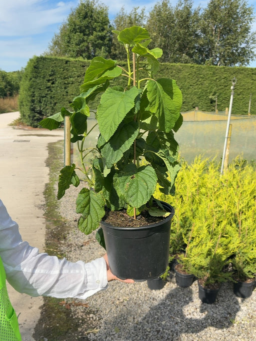Hydrangea arborescens Annabelle 5 Litre Pot