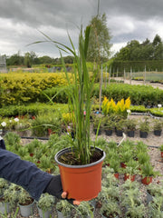 Calamagrostis Karl Foerster 2 Litre Pot