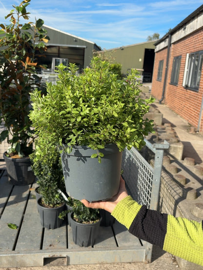 Pittosporum Pom Pom 5 Litre Pot