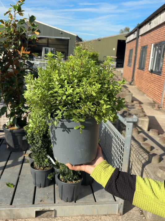 Pittosporum Pom Pom 5 Litre Pot