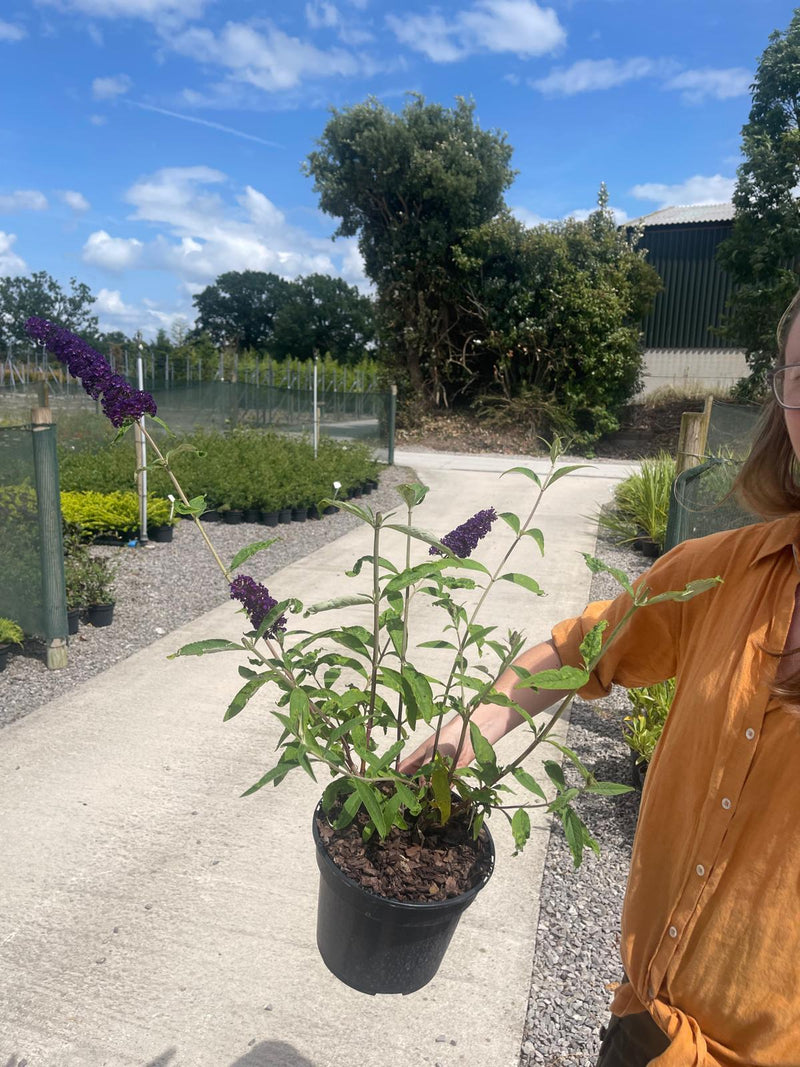 Buddleja Davidii Black Knight 3 Litre Pot