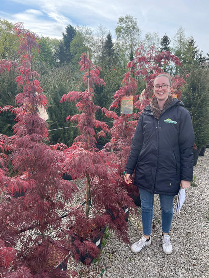 Acer palmatum dissectum Garnet 14 Litre Pot