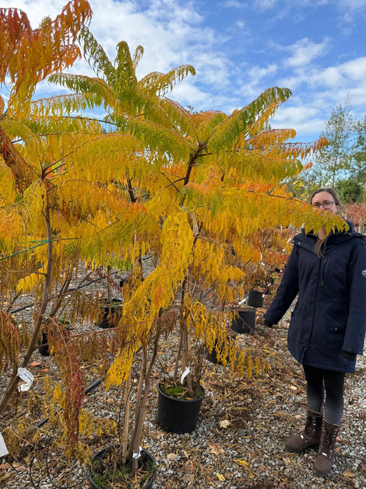 Rhus Typhinia Dissecta 20 Litre Pot 125/150cm