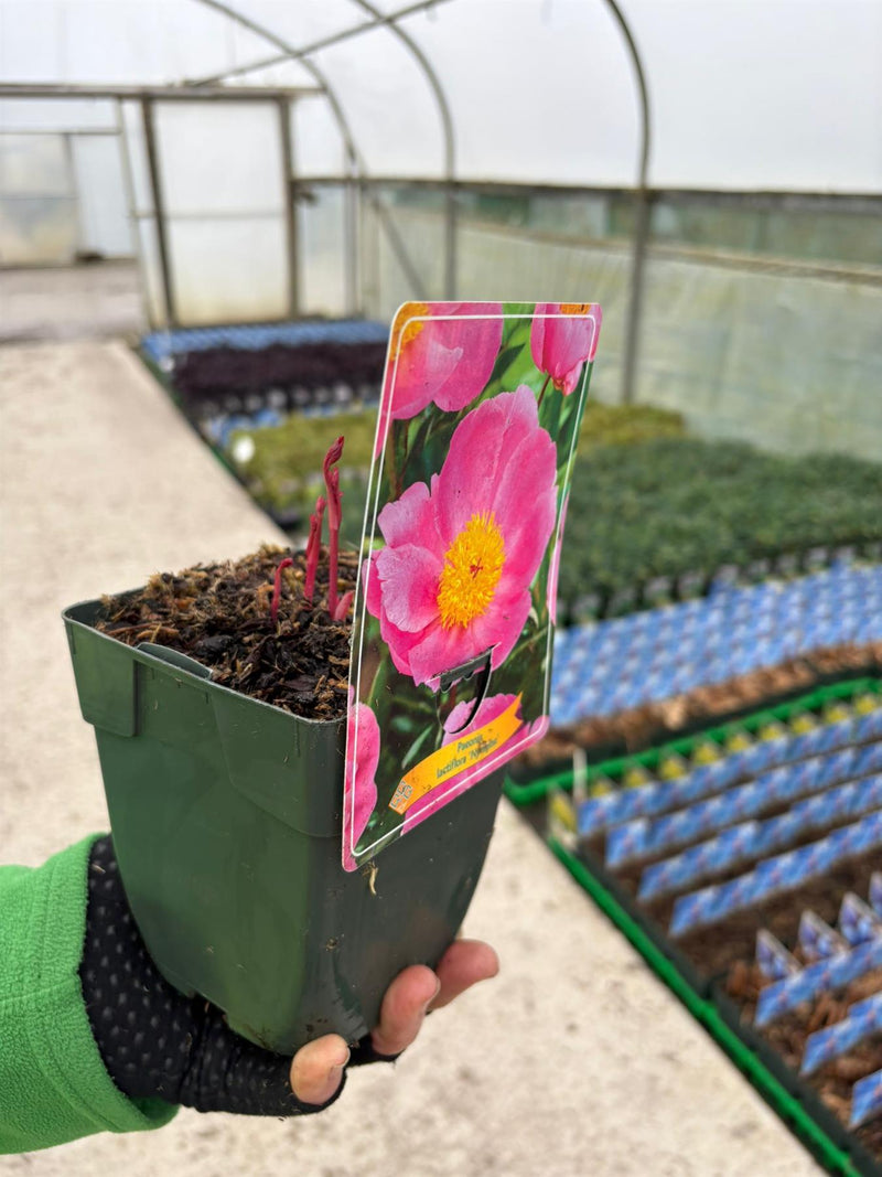Paeonia Nymphe 11cm Pot