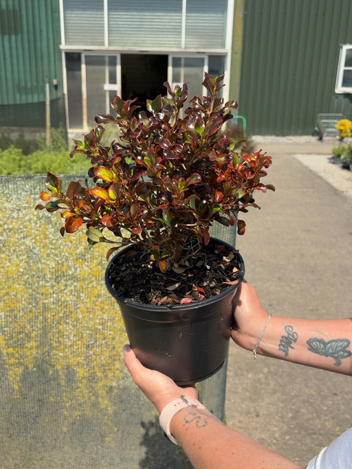 Coprosma Inferno 3 Litre Pot