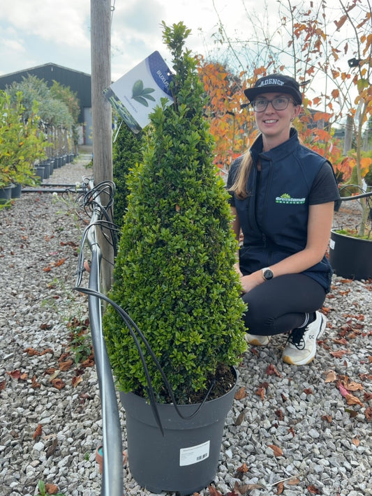 Buxus Cone 12 Litre Pot 70-80cm