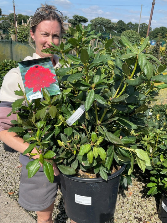 Rhododendron Hybrid Lord Roberts 20 Litre Pot