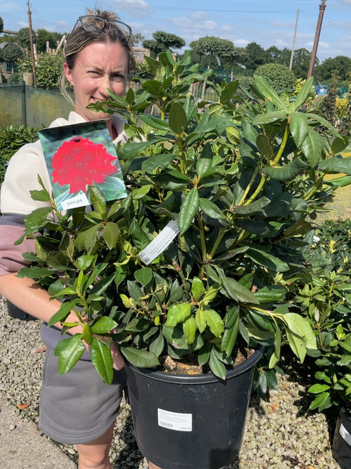 Rhododendron Hybrid Lord Roberts 20 Litre Pot