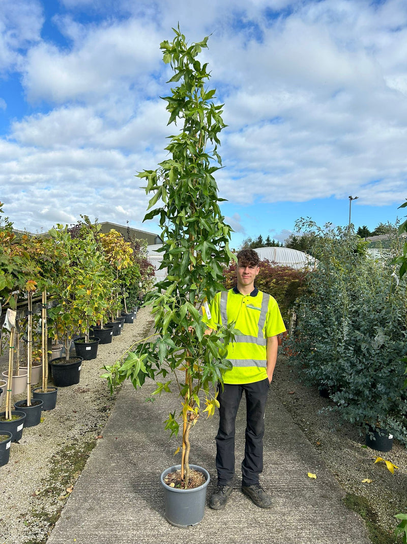 Liquidambar sty. Slender Silhouette 30 Litre Pot