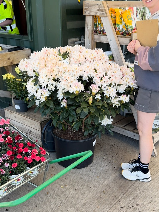 Rhododendron Hybrid Cunninghams White 40 Litre Pot 110cm Wide