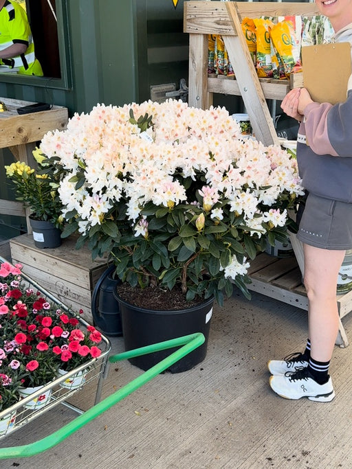 Rhododendron Hybrid Cunninghams White 40 Litre Pot 110cm Wide