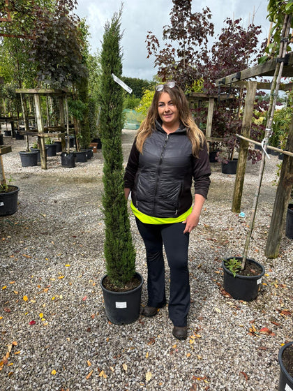 Cupressus Pyramidalis 20 Litre 175/200