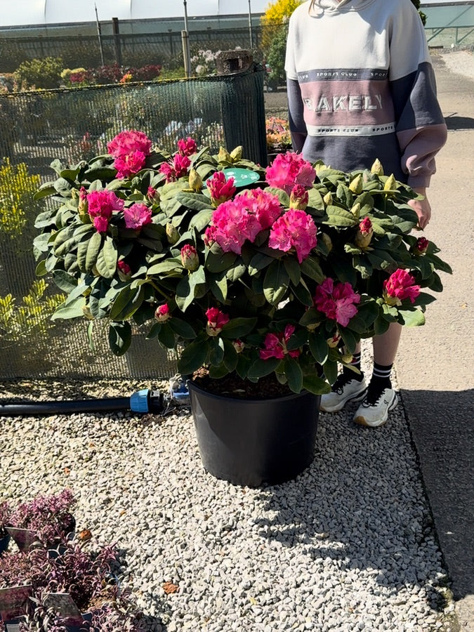 Rhododendron Hybrid Germania 45 Litre Pot 110cm Wide