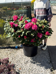 Rhododendron Hybrid Germania 45 Litre Pot 110cm Wide