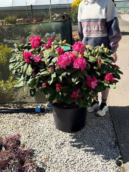 Rhododendron Hybrid Germania 45 Litre Pot 110cm Wide