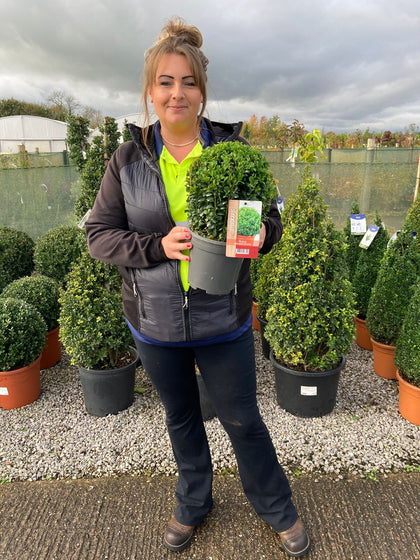 Buxus Ball 20 cm 2 Litre Pot