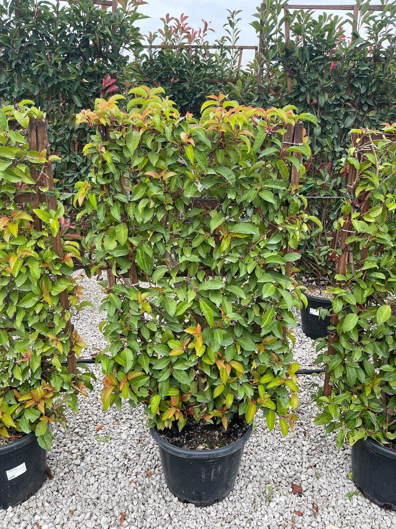 Prunus lusitanica Brenelia Pleached Frame 160cm x 110cm