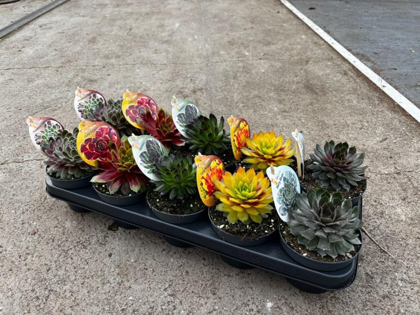 Sempervivium Exclusive  Mix 12cm