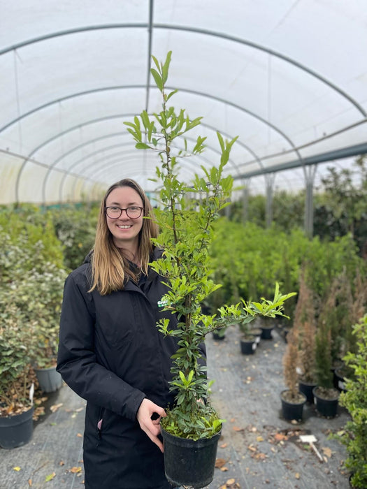 Pyracantha Golden Glow 4.5 Litre Pot 80/100cm