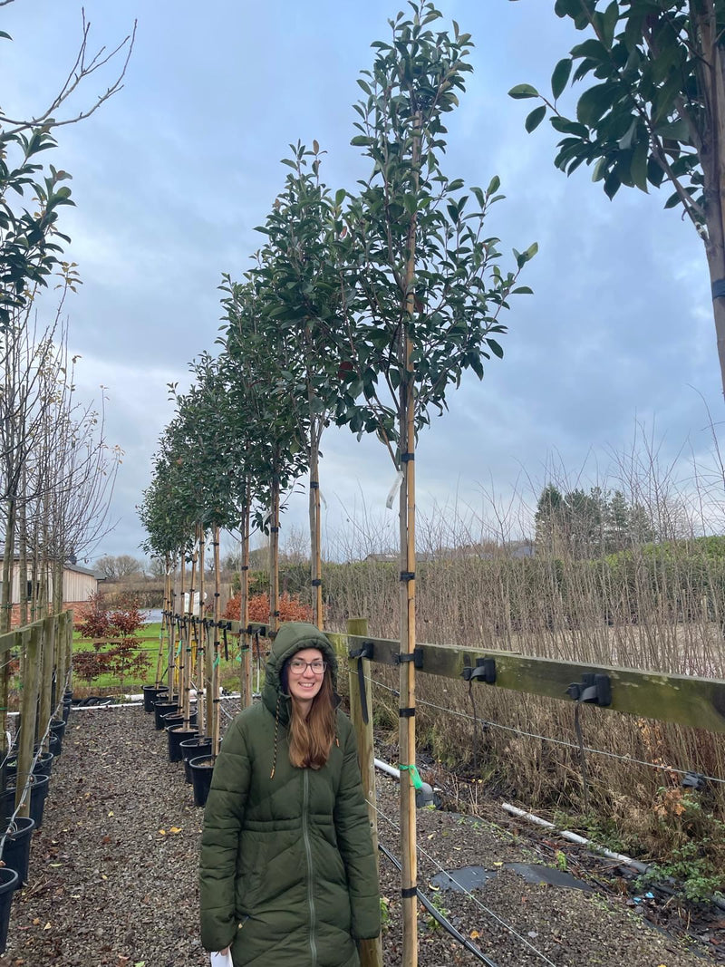 Photinia Red Robin Standard 30 Litre Pot 8/10 cm Girth 180cm Stem