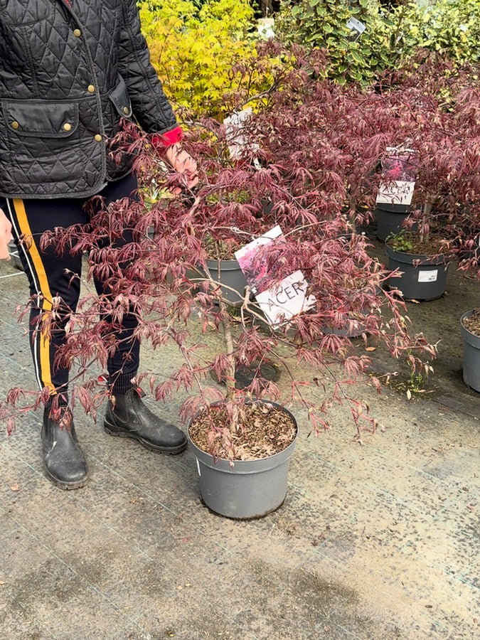 Acer palmatum Inaba Shidare 10 Litre Pot