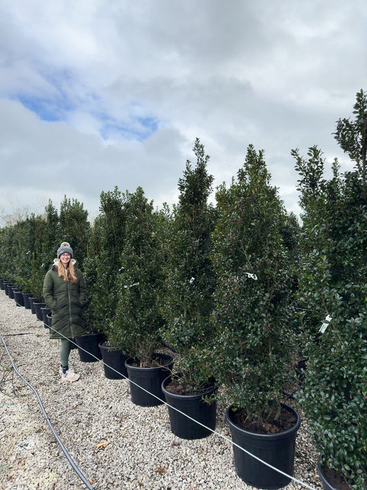 Ilex meserveae Heckenstar Instant Screen 220/230cm