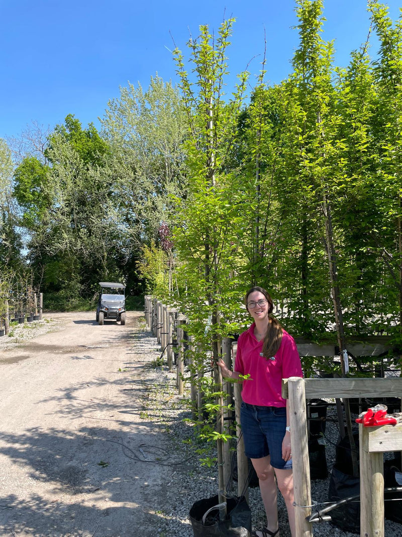 Carpinus Betulus Fastigiata Full Standard 8/10cm Girth 30 Litre Bag