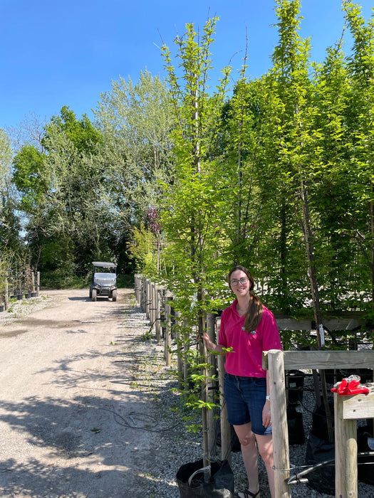 Carpinus Betulus Fastigiata Full Standard 8/10cm Girth 30 Litre Bag