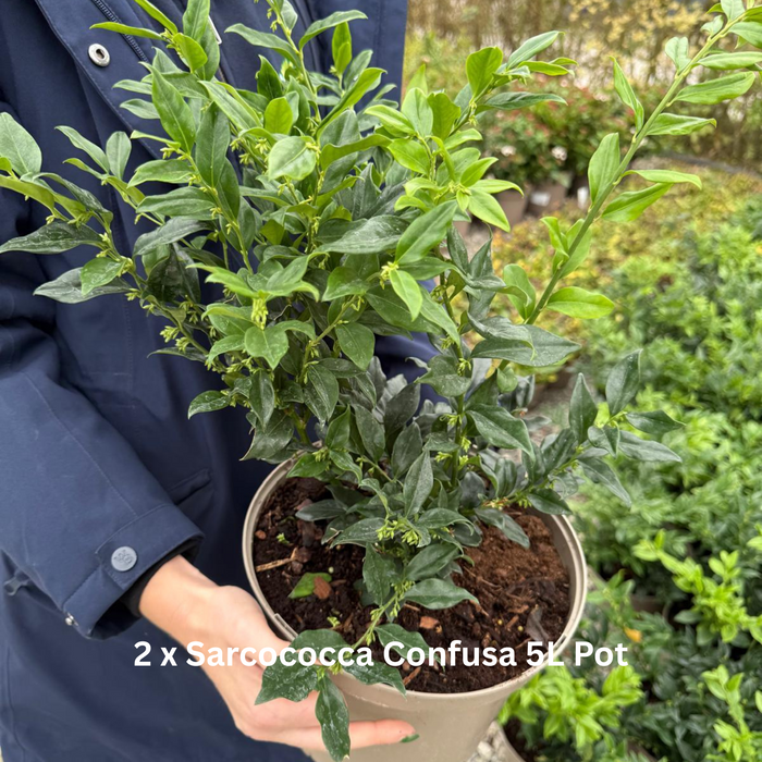 12 x Winter Flowering Border Pack