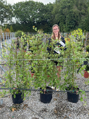 Salix Caprea Kilmarnock 5 Litre Pot 1/2 Std Stem 110cm