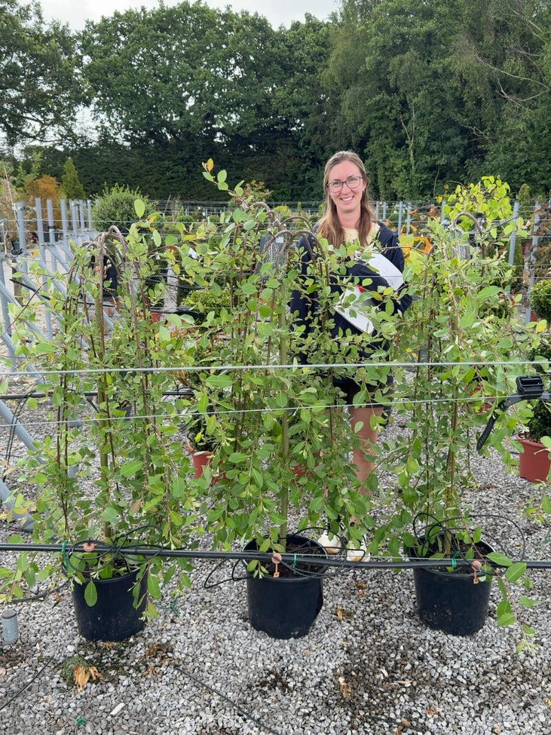 Salix Caprea Kilmarnock 5 Litre Pot 1/2 Std Stem 110cm