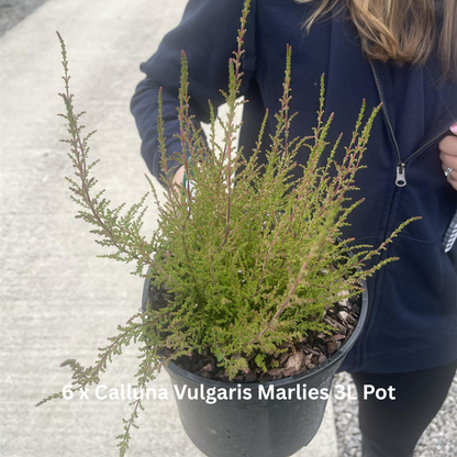 42 x Shrub Mix Border Pack
