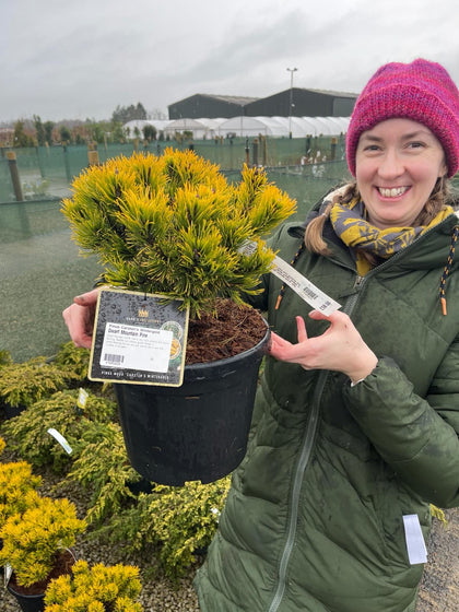 Pinus Carstons Wintergold 8 Litre Pot