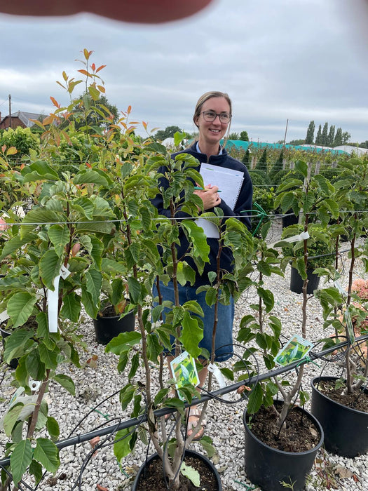 Magnolia Blue Opal 20 Litre Pot 100/125cm