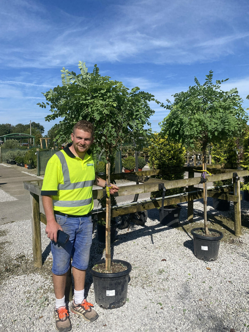 Robinia Umbraculifera 20 Litre Pot