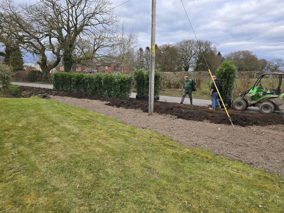 Laurel Hedging, Cherry Laurel Genolia 1.8m x 1m Instant Hedge Unit