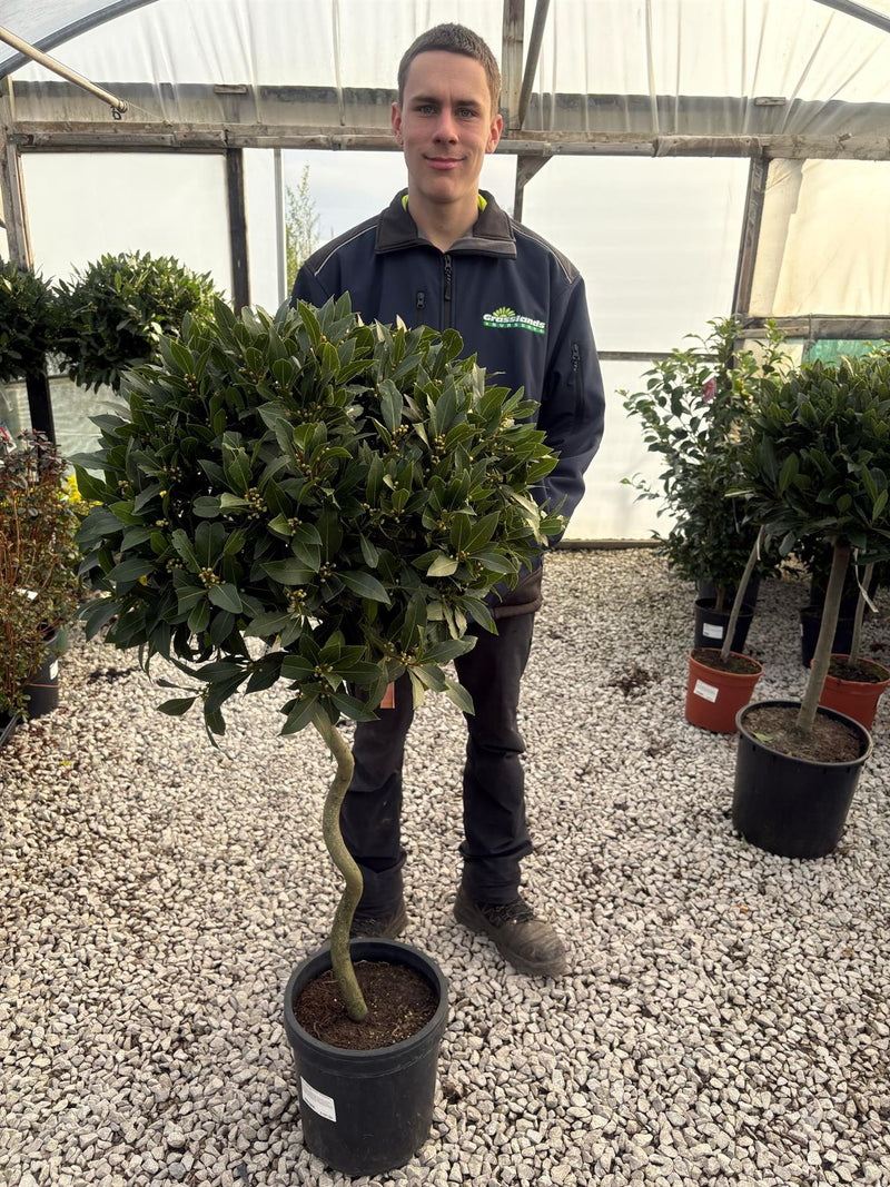 Laurus Nobilis 10 Litre Pot 1/4 Standard 60cm Spiral Stem