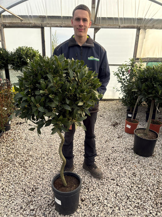 Laurus Nobilis 10 Litre Pot 1/4 Standard 60cm Spiral Stem
