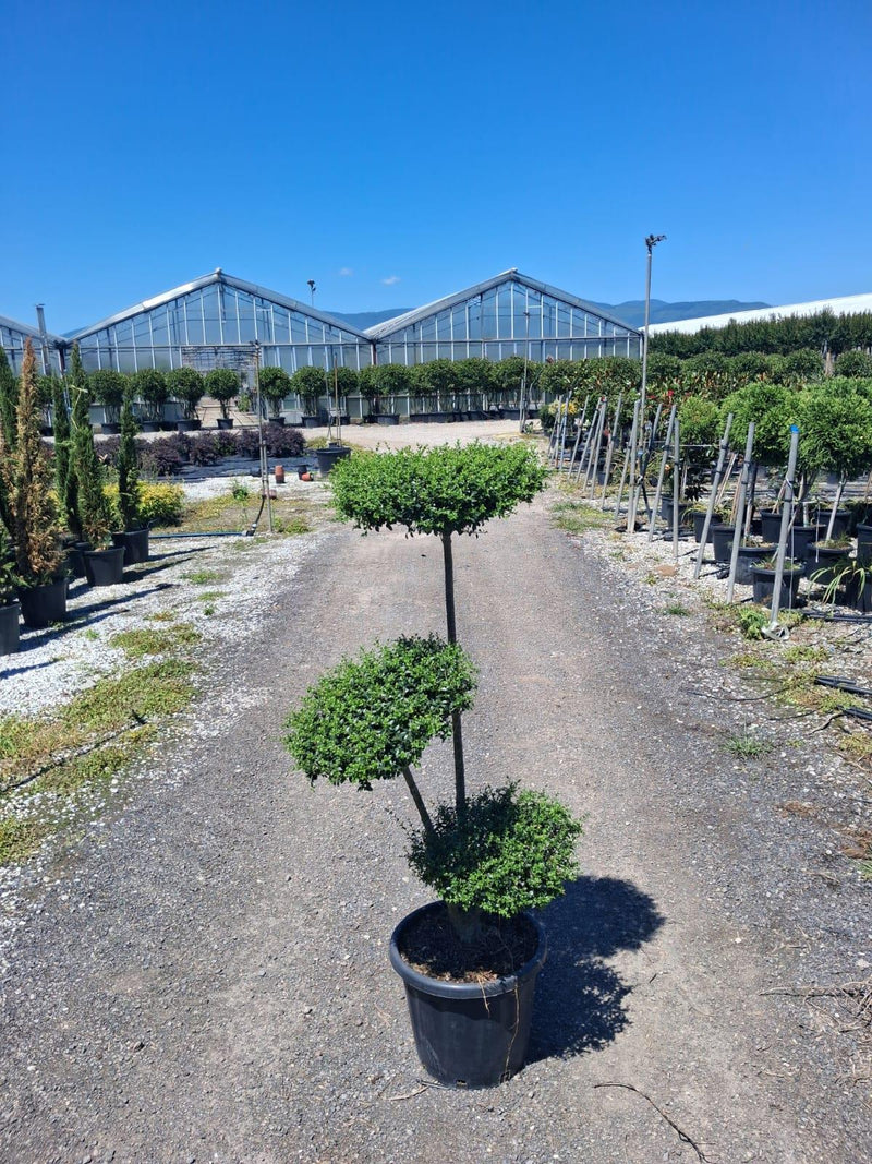 Ligustrum Delavayanum 3 Disc Cloud Tree - 130cm