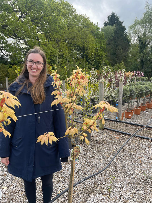 Acer Pseud. Brilliantissimum 5 Litre 1/2 Standard