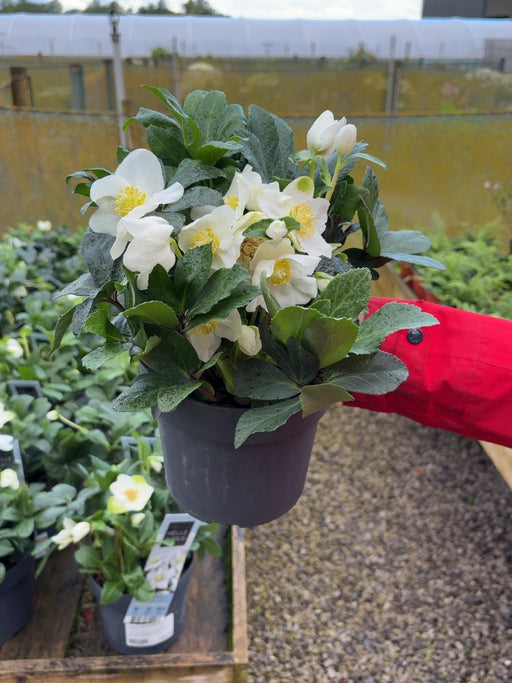 Helleborus Niger Christmas Carol 2 Litre Pot