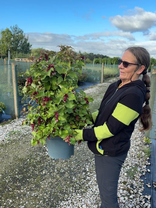 Leycesteria Purple Rain 10 Litre Pot