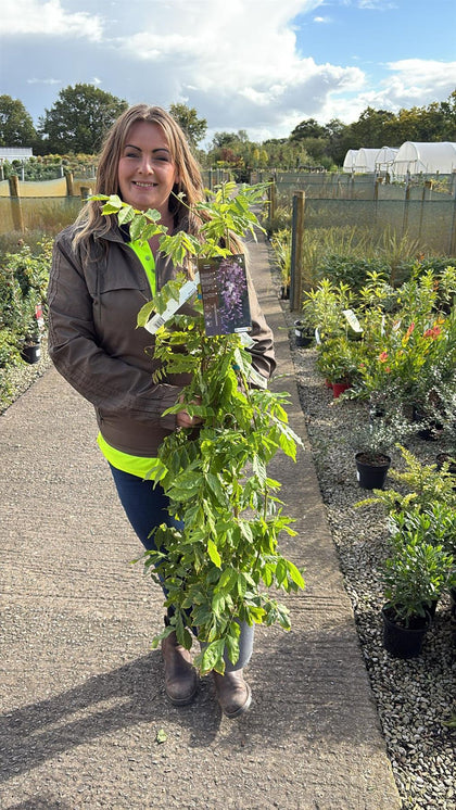Wisteria Floribunda Caroline 4  Litre Pot